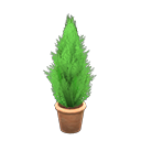 Load image into Gallery viewer, Cypress Plant
