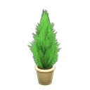 Load image into Gallery viewer, Cypress Plant
