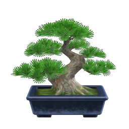 pine bonsai tree