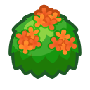 Orange-Tea-Olive Bush