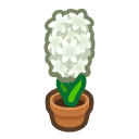 White Hyacinth