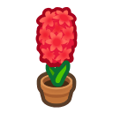 Red Hyacinth