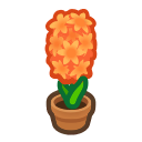 Orange Hyacinth