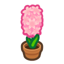 Pink Hyacinth