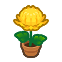 Yellow Mum