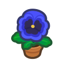 Blue Pansy