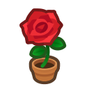 Red Rose