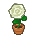 White Rose