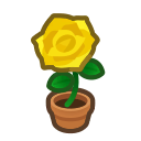 Yellow Rose