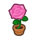 Pink Rose