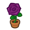 Purple Rose