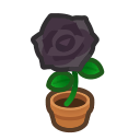 Black Rose