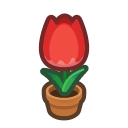 Red Tulip