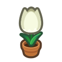 White Tulip