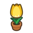 Yellow Tulip