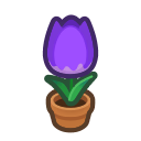 Purple Tulip