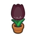 Black Tulip