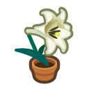 White Lily