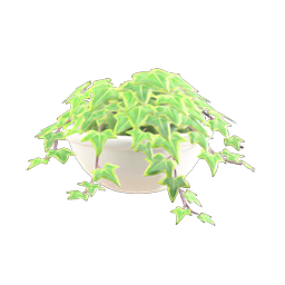 potted ivy