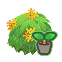 Yellow-Tea-Olive Start x 10