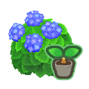 Blue-Hydrangea Start x 10