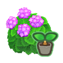 Pink-Hydrangea Start x 10