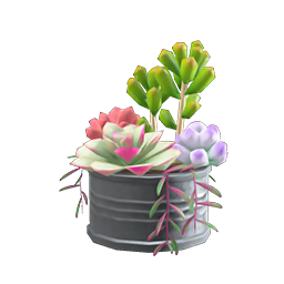 succulent plant